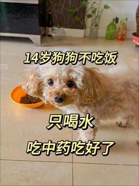 狗狗光喝水不吃饭（狗狗光喝水不吃饭精神状态不好还吐怎么回事）