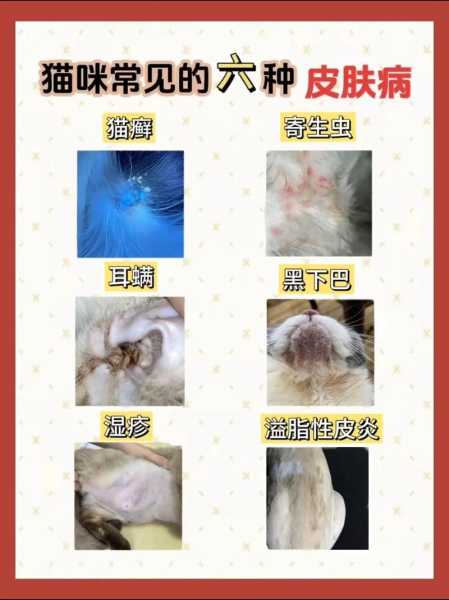 猫咪常见疾病有哪些图片（猫常见病的症状及图片）