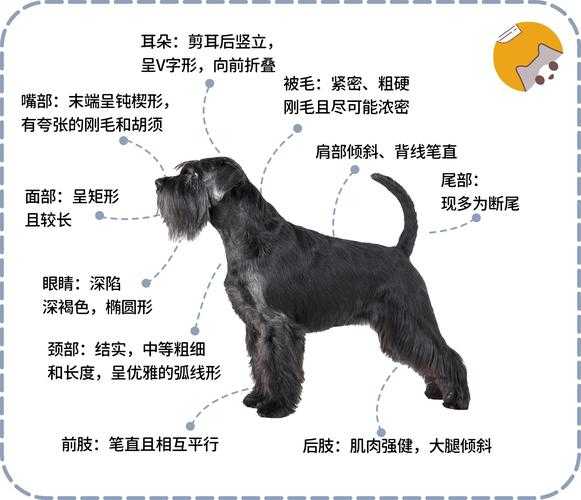 小型雪纳瑞犬该如何选择（小型雪纳瑞犬该如何选择品种）