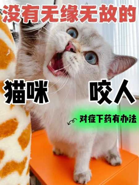 猫半夜故意吵主人（猫咪半夜嗷嗷叫咬人）