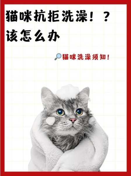 猫不愿洗澡该怎么办（猫不愿洗澡该怎么办呀）