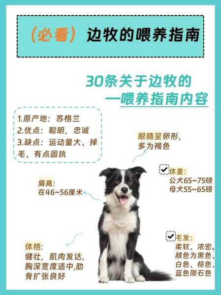 如何喂养边牧犬（边牧犬怎么喂养最好）