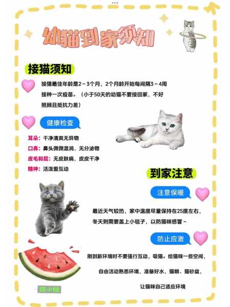 了解这些新手养猫注意事项（新手养猫需要注意的事项）