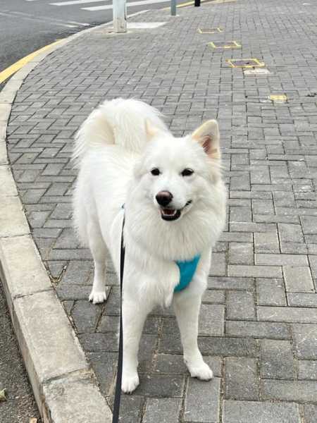 爱斯基摩犬和萨摩耶的串串图片（爱斯基摩犬和萨摩耶的串串图片对比）