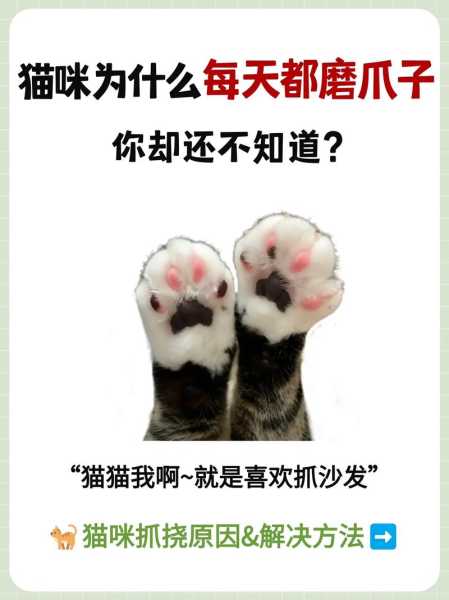 怎么解决猫咪抓沙发（猫猫抓沙发,怎么教）