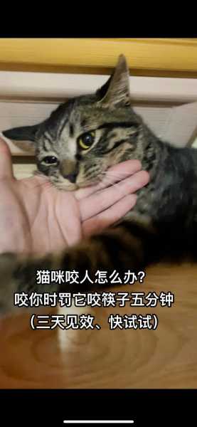 我的猫爱咬我怎么办呀（我家猫喜欢咬人怎么办）