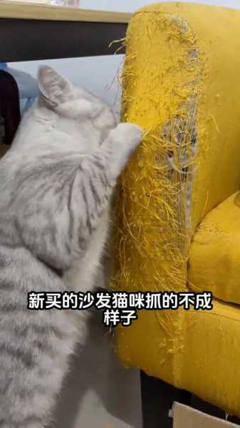 猫爪沙发怎么处理（猫抓沙发如何修复）