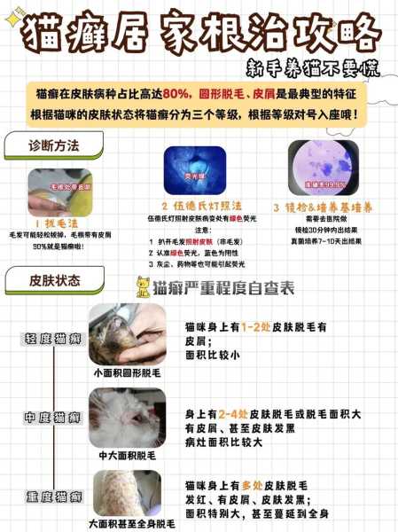 猫咪得真菌疾病后的诊断方法（猫得真菌怎么治疗）