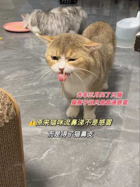 2个月猫咪打喷嚏（2个月猫咪打喷嚏流鼻涕）