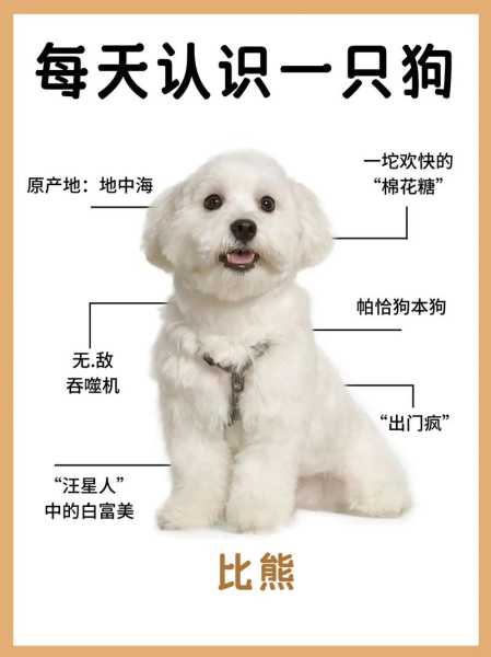 饲养比熊犬需要切记的5点,你知道吗?（养比熊犬,都应该要学会的6个训练,不然都白养了!）