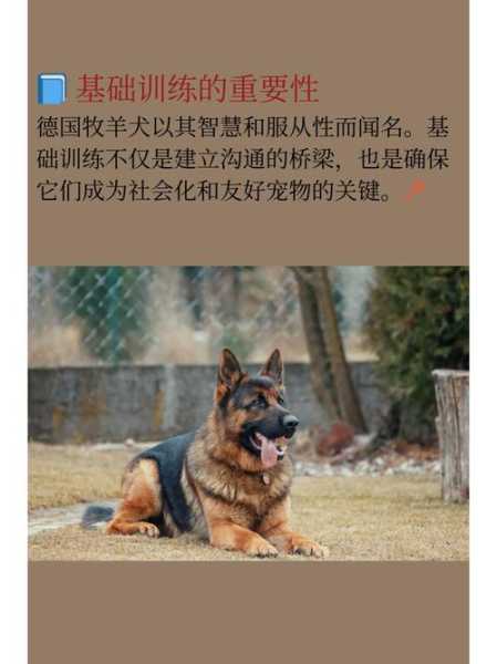 德国牧羊犬训犬（德国牧羊犬 训练）