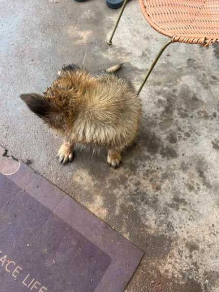 下雨天狗狗出去玩知道回家吗（下雨天狗狗出去玩知道回家吗为什么）