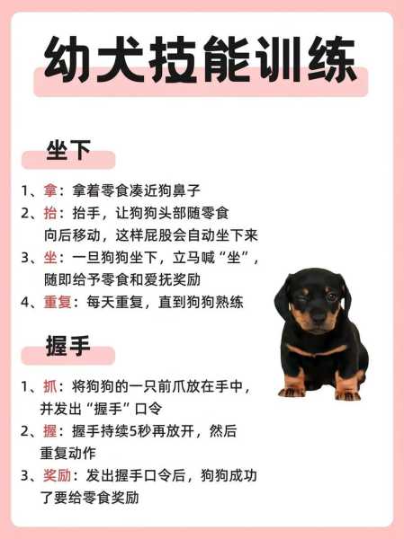 柴犬怎么训练,有什么方法?（柴犬训练18个东西图解教程）