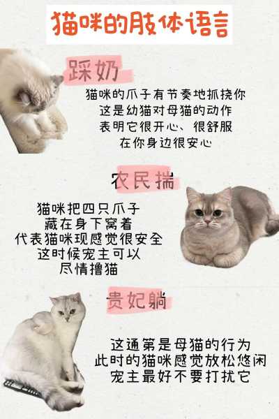 怎么训练你的猫咪语言（怎么训练猫恭喜）