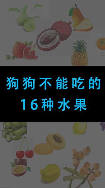 狗狗什么水果不可以吃（狗狗不宜吃的水果）