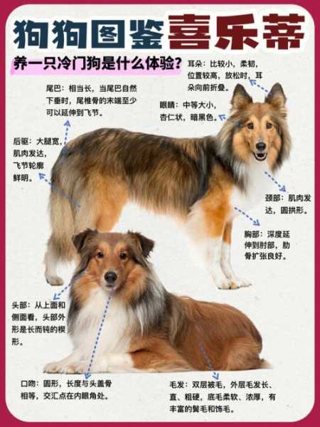 宠物犬喜乐蒂牧羊犬的图片（喜乐蒂牧羊犬简介）