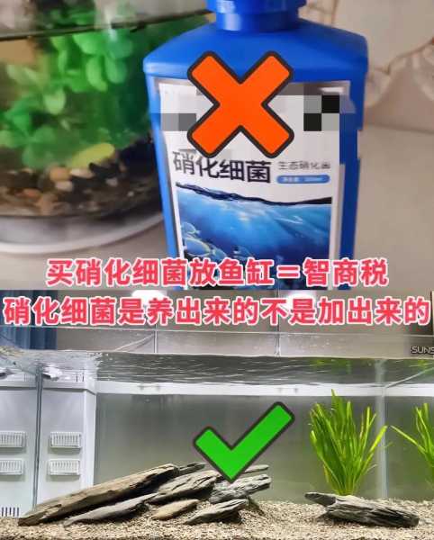 鱼缸硝化菌培养视频（鱼缸硝化菌培养视频教程）