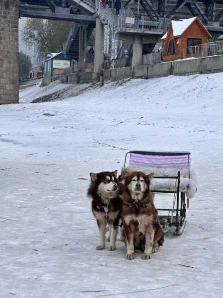 关于阿拉斯加雪橇犬饲养的故事（阿拉斯加雪橇犬的优点和缺点）