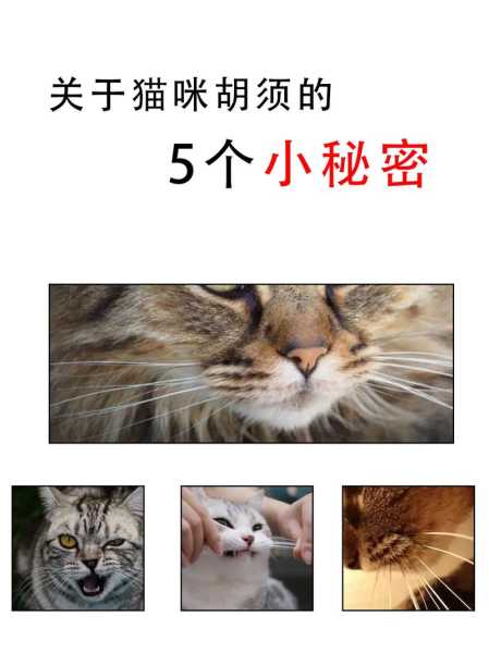 猫咪的胡须长好吗（猫咪的胡须长好吗还是短好）