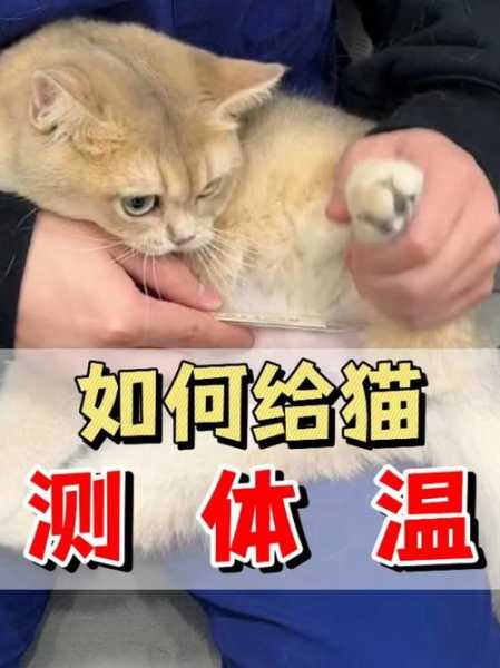 猫猫发烧体温（猫 发烧 体温）