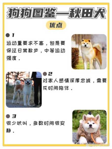 秋田犬什么时候开始训练（秋田犬什么时候开始换毛）