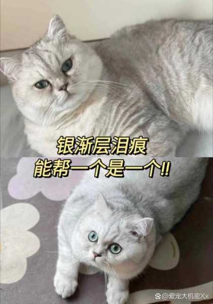 猫猫突然胃口不佳（猫突然胃口不好什么原因）