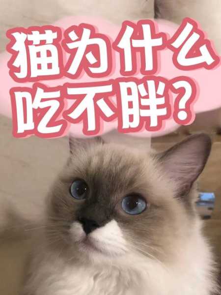 猫咪吃不胖怎么办?猫吃不胖原因有哪些?（猫咪吃不胖正常吗）