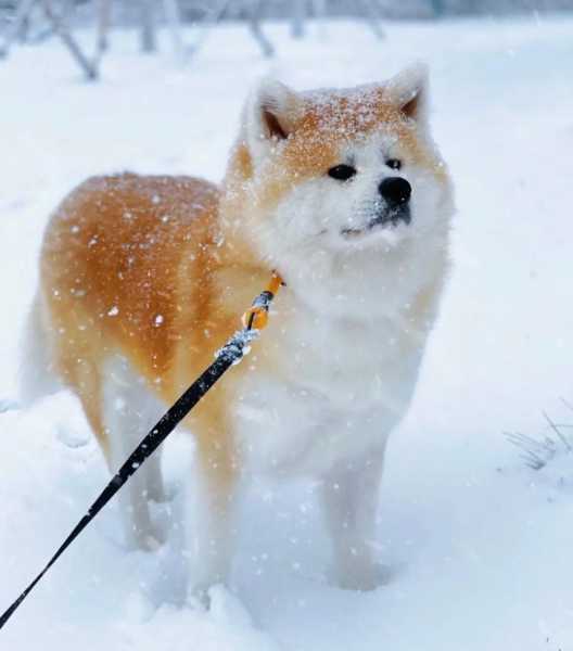 秋田犬卖萌（秋田犬咋样）