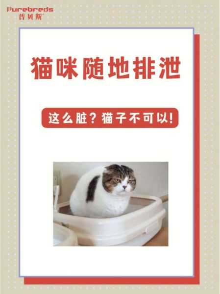 猫随地大小便是什么病（猫总随地大小便 竟然是因为这个!）