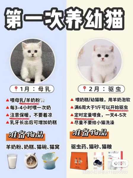 宠物猫的喂养（宠物猫的喂养及特点）