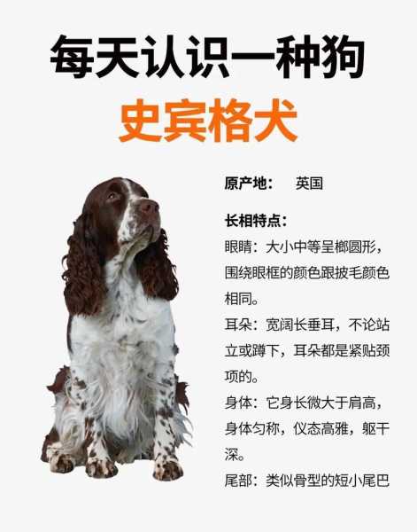 史宾格犬饲养方法（史宾格犬资料）