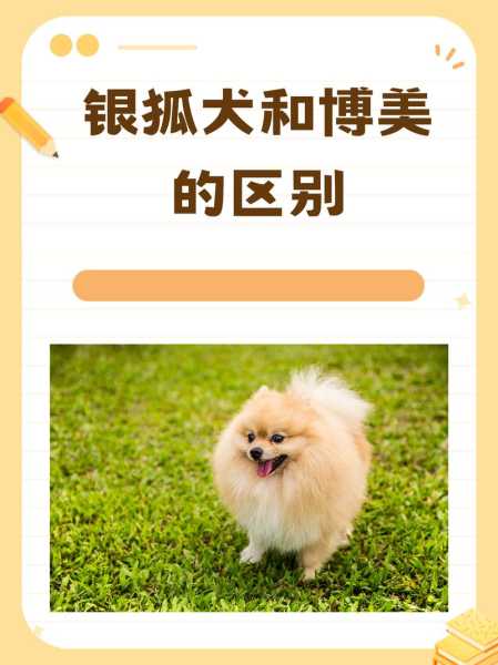 银狐犬寿命大概是多久（银狐犬的寿命是多少年）