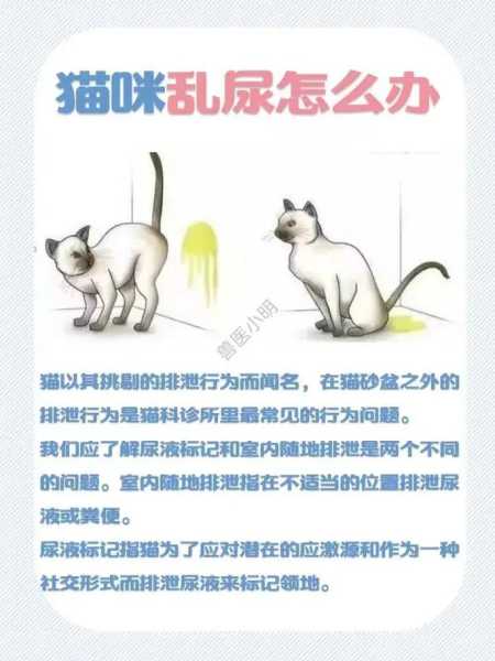 猫咪为何到处乱尿（猫咪为何到处乱尿呢）