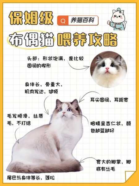 布偶猫怎么喂食才合理（布偶小猫怎么喂养）