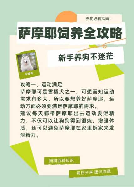 如何让萨摩耶狗狗熟悉主人（怎么训练萨摩耶认主）