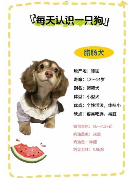 腊肠犬怎么训练?训练腊肠犬的方法（如何饲养腊肠犬）