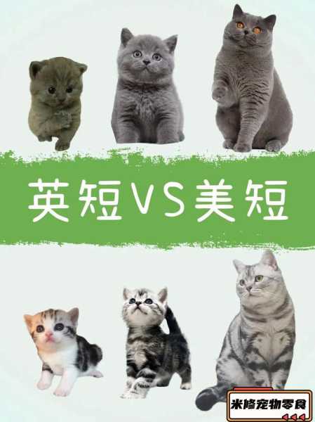 短尾短毛猫（短尾猫和短毛猫的区别）