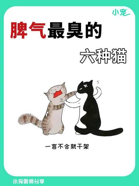 猫咪的脾气很差主人该怎么办（猫的脾气特别差）