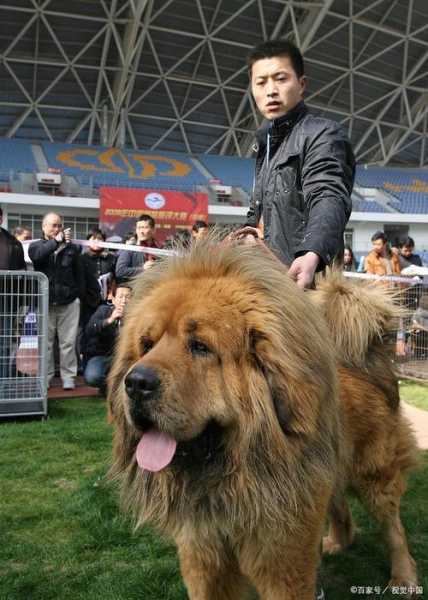 怎么辨别藏獒小狗崽（怎样辨别藏獒幼崽）