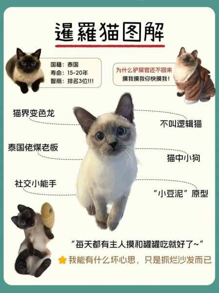 如何给暹罗猫挑选最正确的猫（暹罗猫挑选技巧）