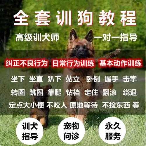 怎样训金毛犬（怎样训金毛犬视频教程）