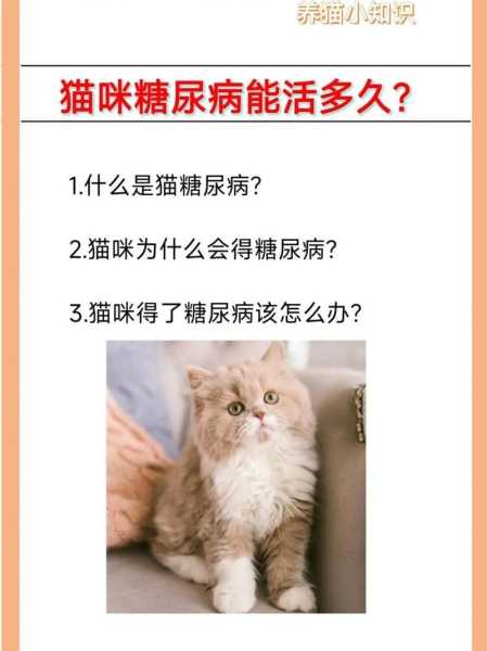 猫咪也会得糖尿病吗为什么（猫为什么得糖尿病病因）