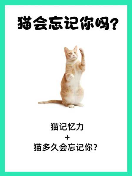 猫咪总是攻击主人怎么办（猫咪老攻击人怎么办）