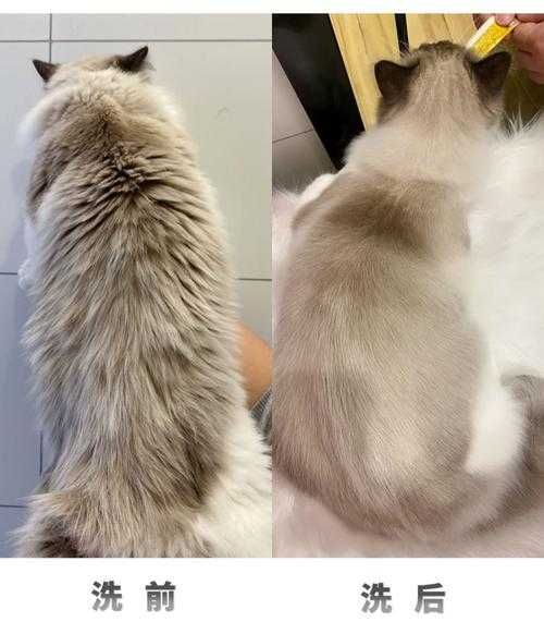 猫猫美容图片（猫咪美容前后对比照）