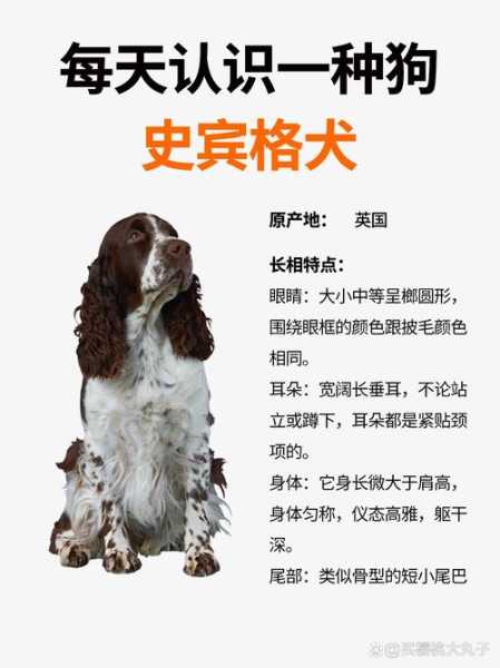 史宾格幼崽价格（史宾格犬小型犬）