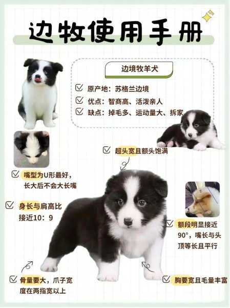 如何训养边境牧羊犬（边境牧羊犬训练教程,这3点你必须知道）