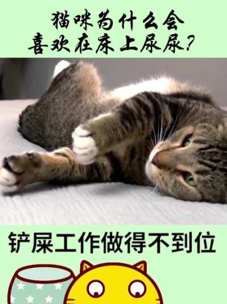 猫咪为什么喜欢去房间（猫咪为什么喜欢往房间里跑）