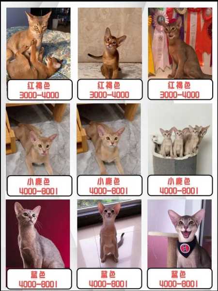 纯种阿比西尼亚猫多少钱一只?（阿比西尼亚猫价格分类）