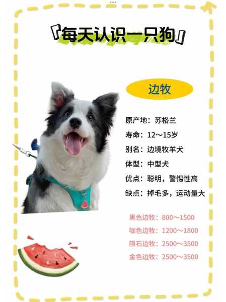 边境牧羊犬比较容易得什么病毒（边境牧羊犬容易得哪些病）