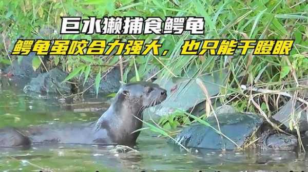 水獭捕猎（水獭捕猎鳄龟）